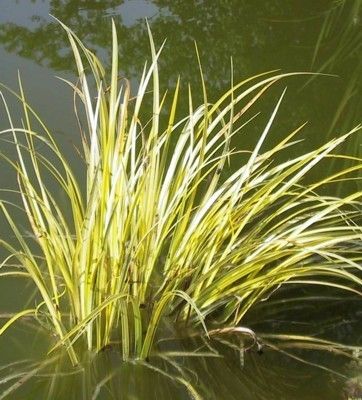  Sweetflag Acorus 10 Seeds Acorus Calamus Sale