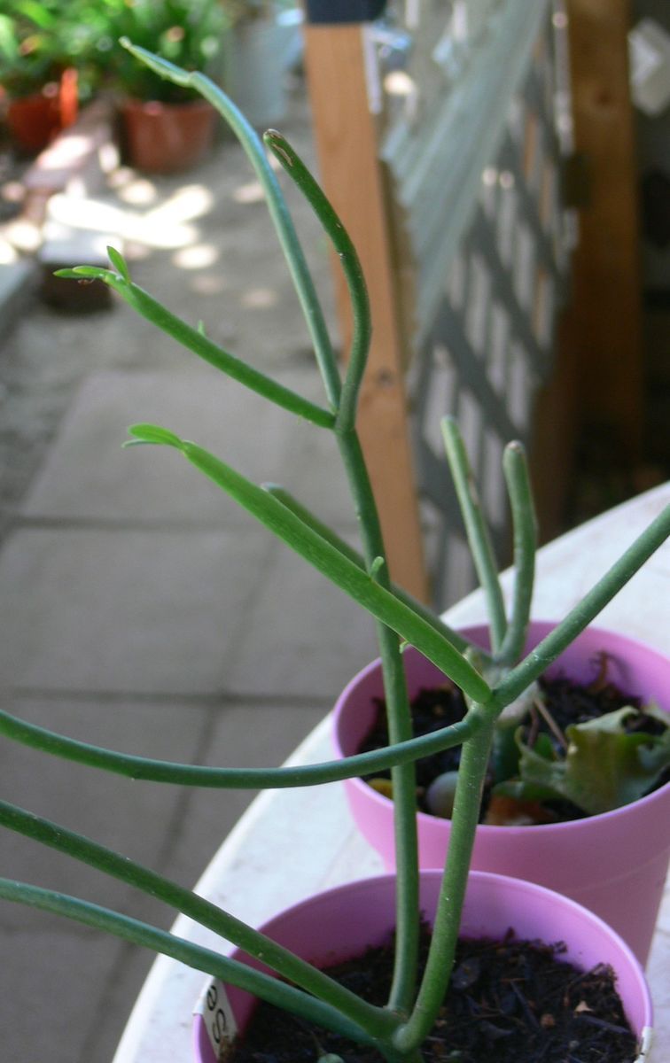 Pencil Plant Cutting Euphorbia House Cactus Plant