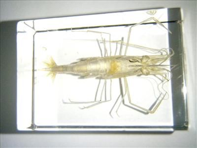 Small Shrimp (Oriental River Prawn) Specimen in Lucite