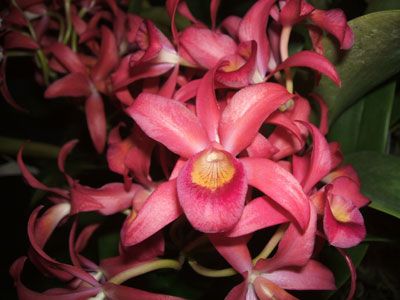 Cattleya Guatemalensis Orchid Plant Previously Bloomed 6 Pot 7 