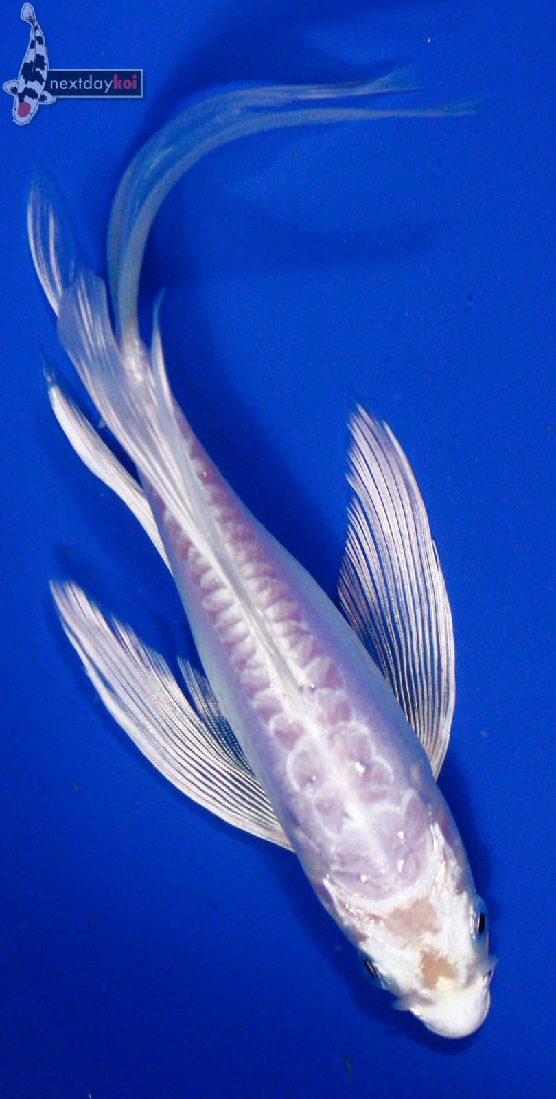 Doitsu Platinum Ogon Butterfly Fin Live Koi Fish Pond Garden NDK 