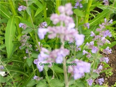 catnip nepata cataria fresh seeds