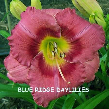 Claude Caldwell Memorial DF B5A Barnaby 01 DAYLILY