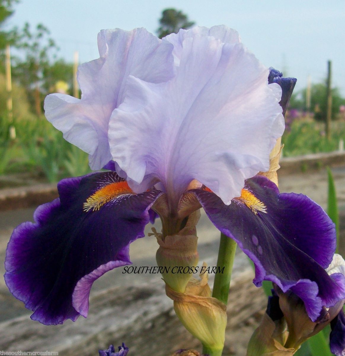 IRIS TALL BEARDED HELEN COLLINGWOOD Historic Iris