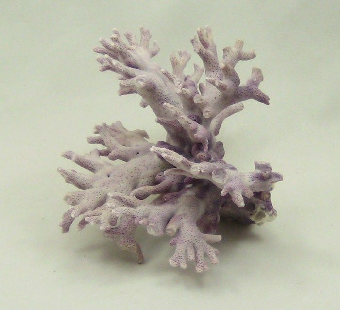 Purple Allopora Californica Coral Seashell Shell Reef