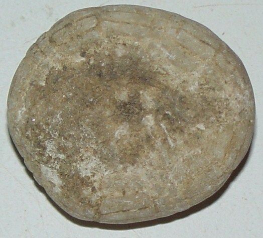 This is Nice PERFECT Cretaceous Echinoid ( Hardouinia bassleri