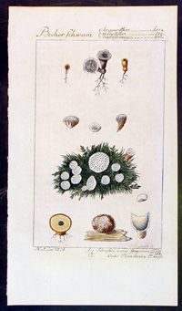 1749 de Buffon Antique Print of Fungus Seed Pods