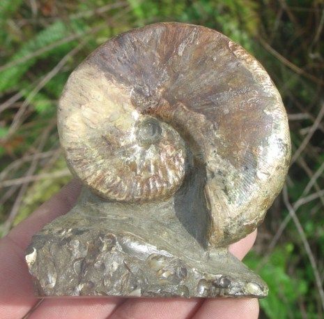 Super Scaphite from The Fox Hills Formation in South Dakota 