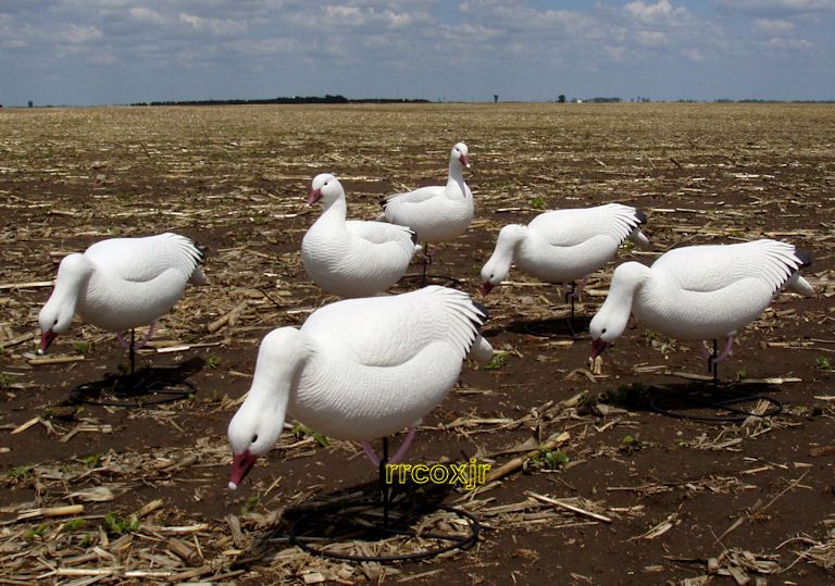 Dakota Full Body FB Snow GOOSE Decoys Premium x Treme Pack Soft