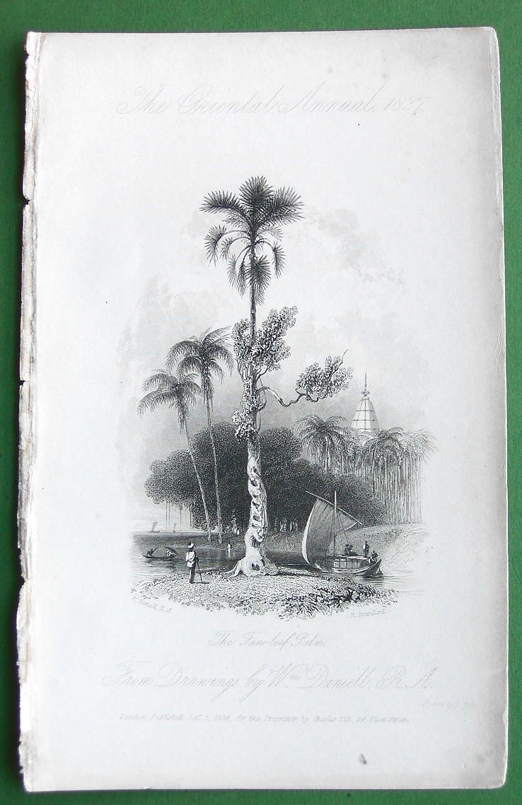 India Palmyra or Fan Leaf Palm Tree 1837 Antique Print by w Daniell