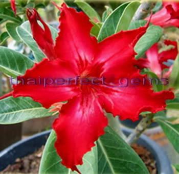 Adenium Obesum Desert Rose Seraphim 100 Seeds