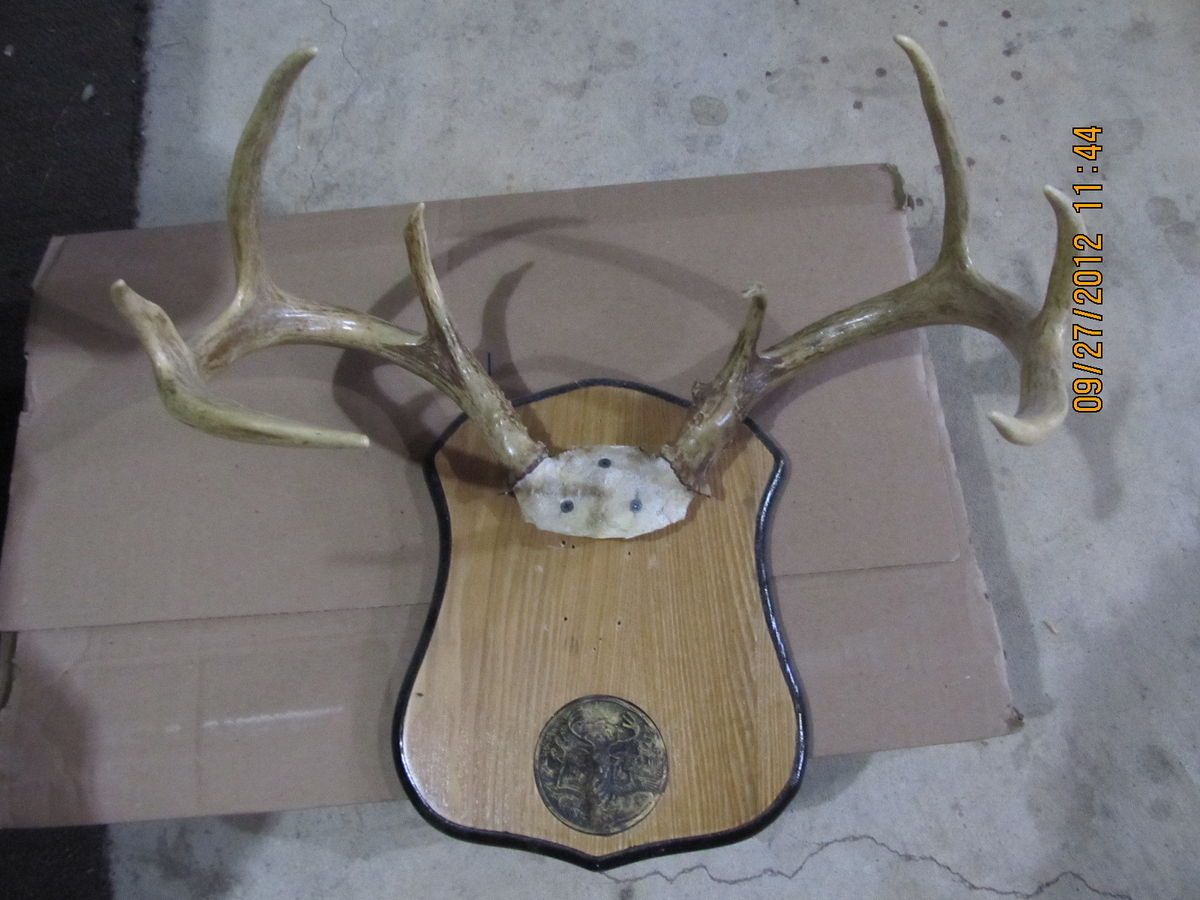 4x4 Whitetail Buck Deer Rack Antlers Horns Craft