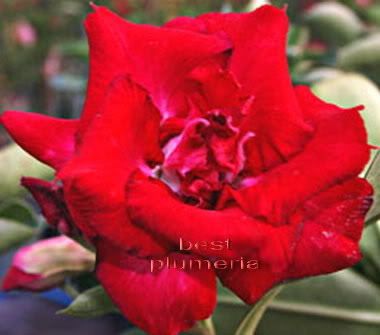 Adenium Obesum Desert Rose Rose Valentine  25 Seeds