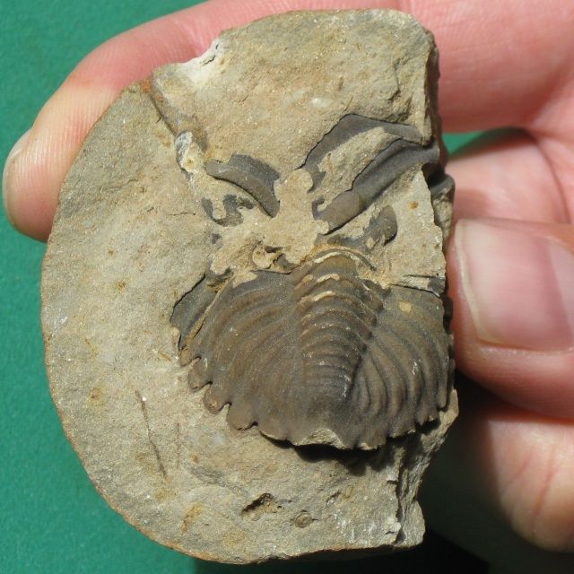 Exceptionally preserved  TRILOBITE FOSSIL Pygidium Metacryphaeus sp