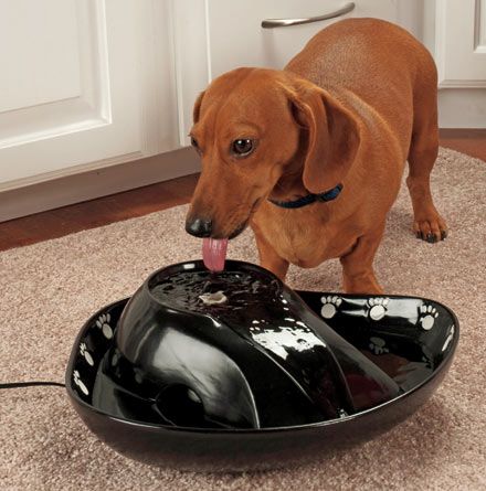 New Waterer Filtering Dog Water Dish Pet Fountain Black 46027