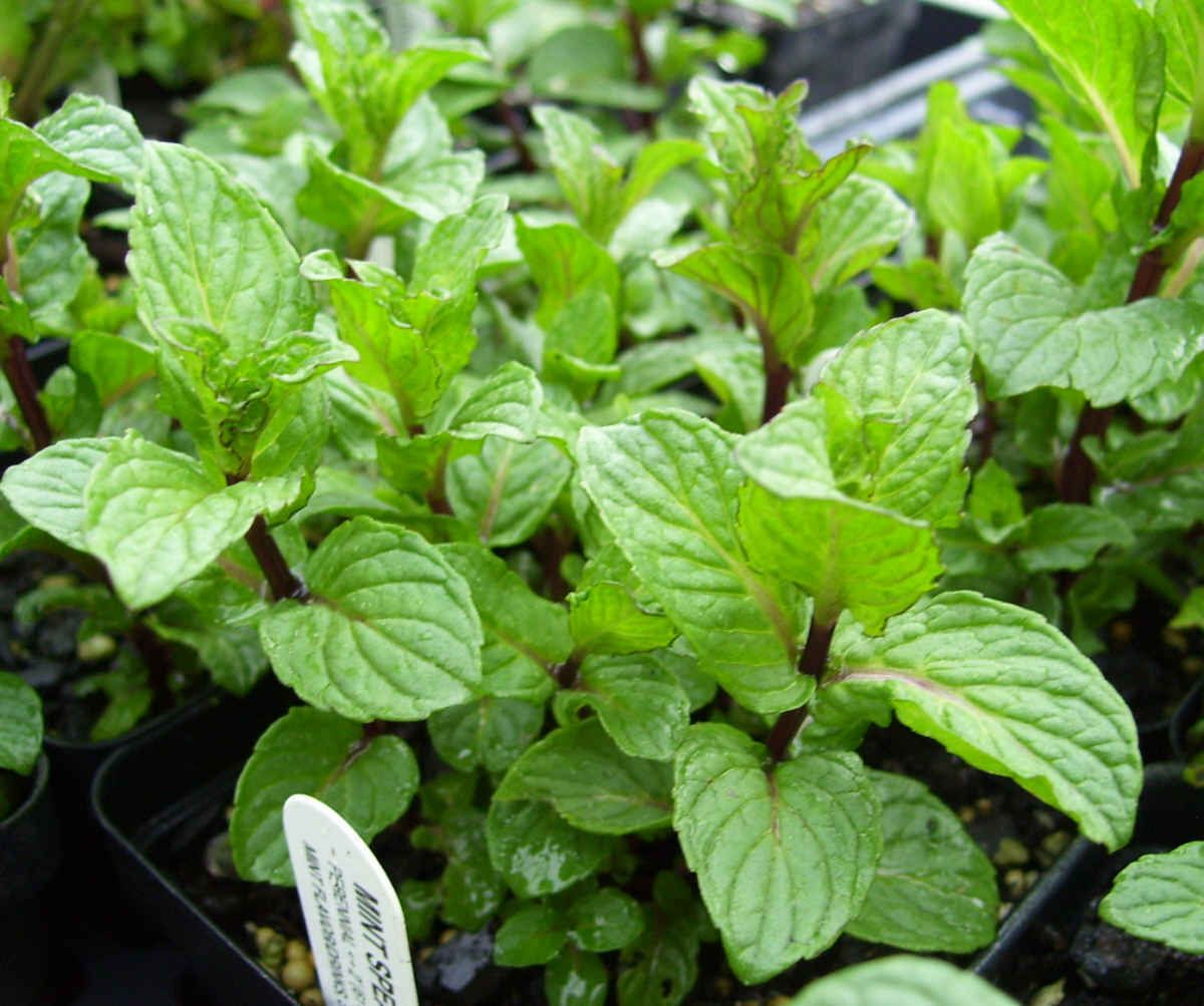 Spearmint Herb Great for tea 1 Plant