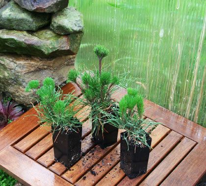 an example of a mature mugo pine bonsai the 2nd picture is an example