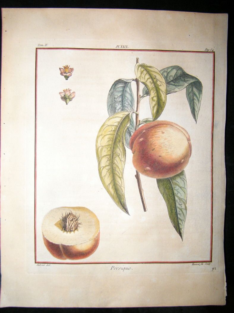 Duhamel Du Monceau 1768 Hand Col Fruit Print Persique Nectarine 29