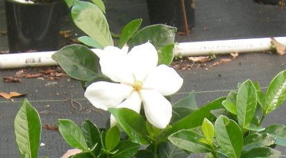   Hardy gardenia shrub 1 2 year plants Semi Dwarf Very full compact