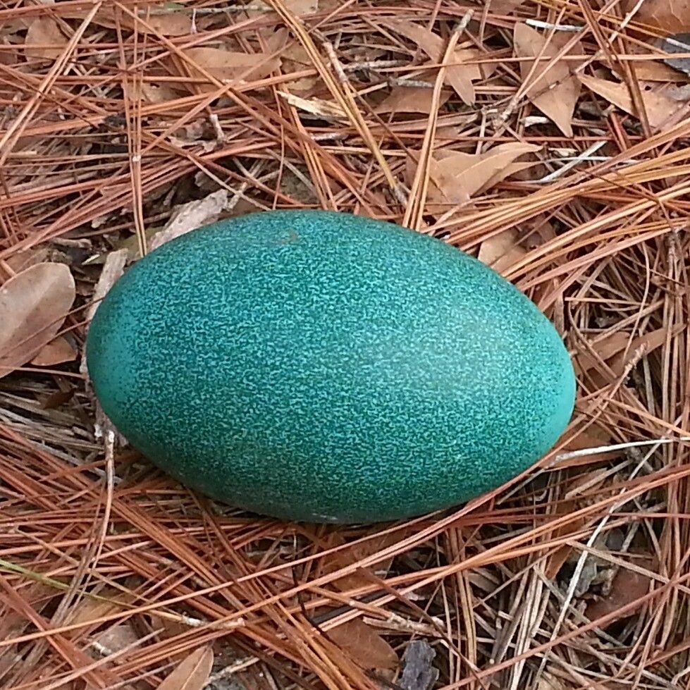  1 Emu Hatching Egg