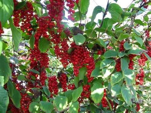  Vine Schisandra chinensis Seeds Edible Fruit Fast Hardy