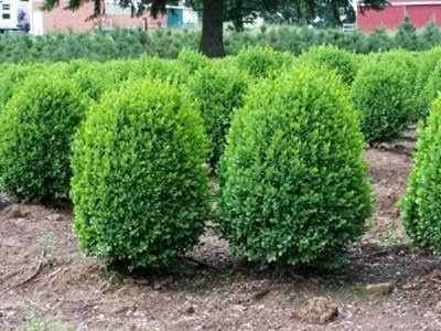 Hardy Evergreen Boxwood Shrubs Gallon Size $9 49