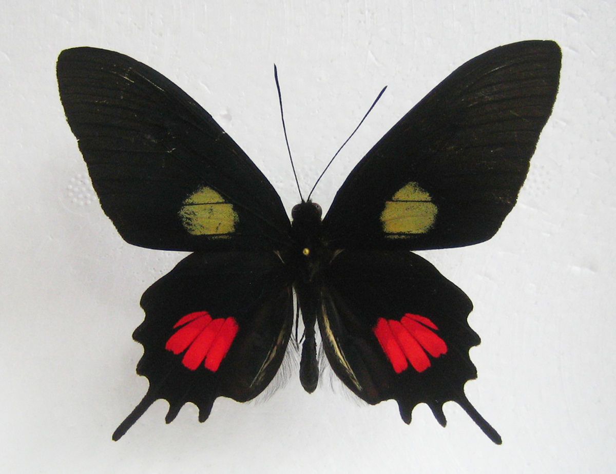 Parides tros (Fabricius, 1793) A1male VERY RARE Brazil (mouned)