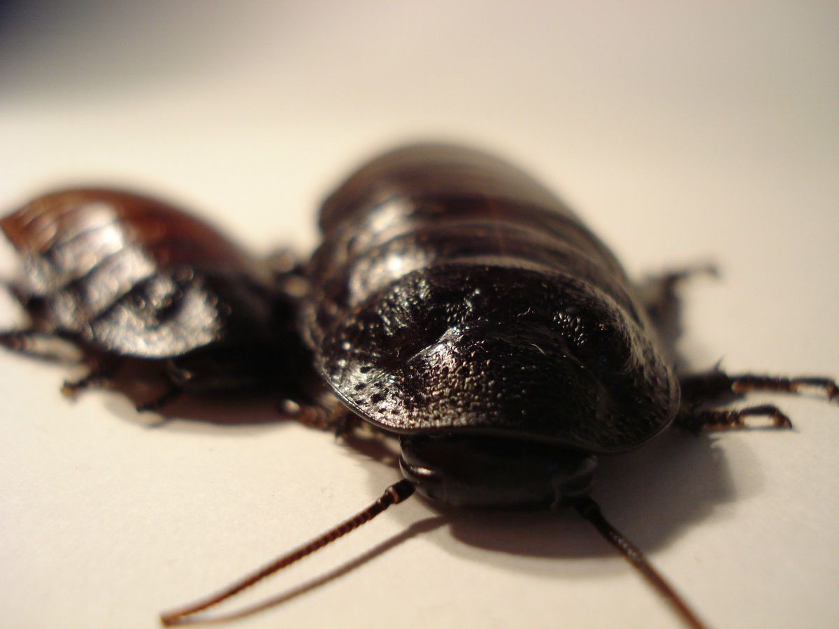 Female Madagascar Hissing Cockroaches Roach Feeder Pet Cockroach