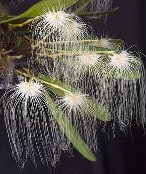 BULBOPHYLLUM MEDUSAE ORCHID SPECIES