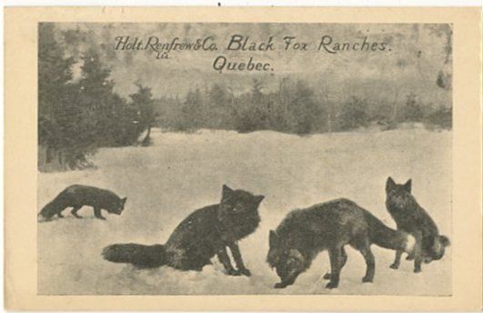 QUEBEC Holt Renfrew & Co Black Fox Ranch postcard black foxes