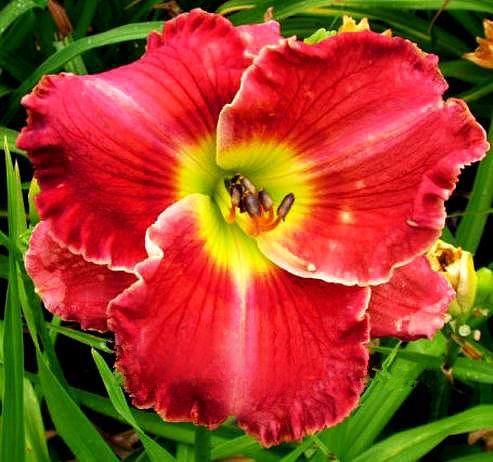 LIPS OF FIRE RED DAYLILY  DF   LIVE PLANTS   PERENNIAL FLOWERS