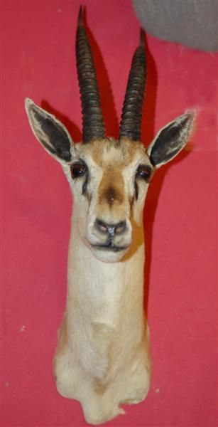 Description African Thompsons Gazelle Mount. An older mount, clean