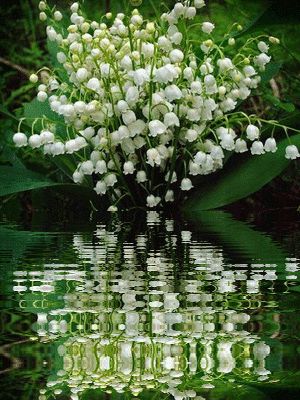  LILY OF THE VALLEY 35 PIPS PLANTS ROOTS Old fashioned garden favorite