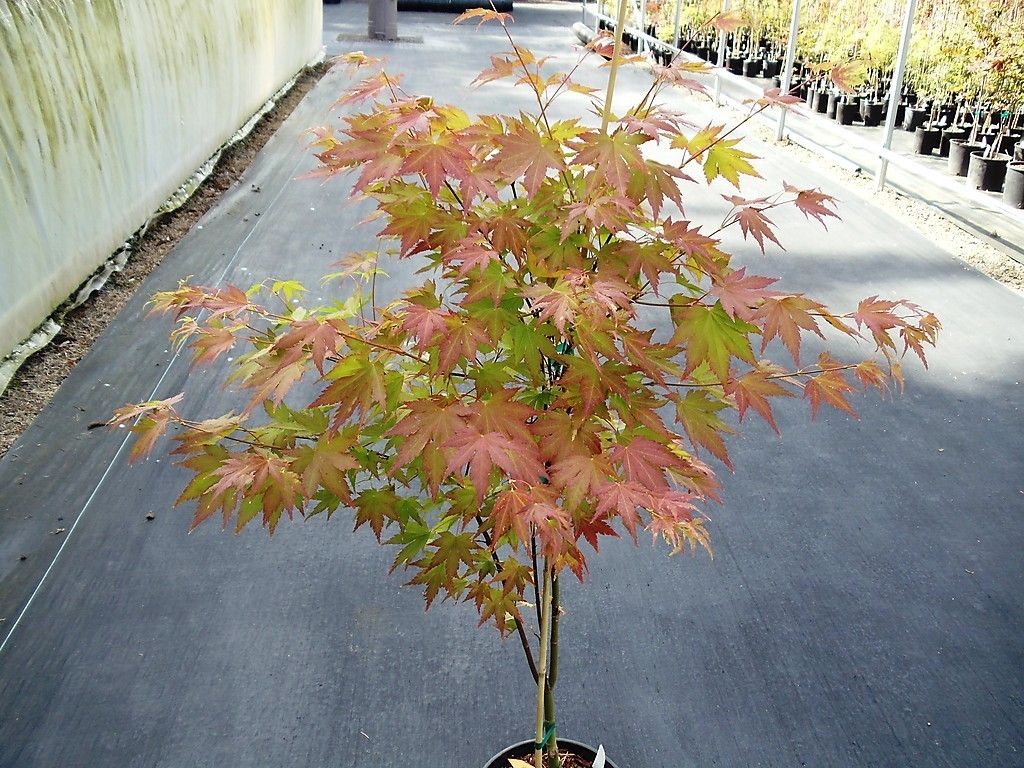 Acer PAL Orange Dream 2 Gal RARE Japanese Maple