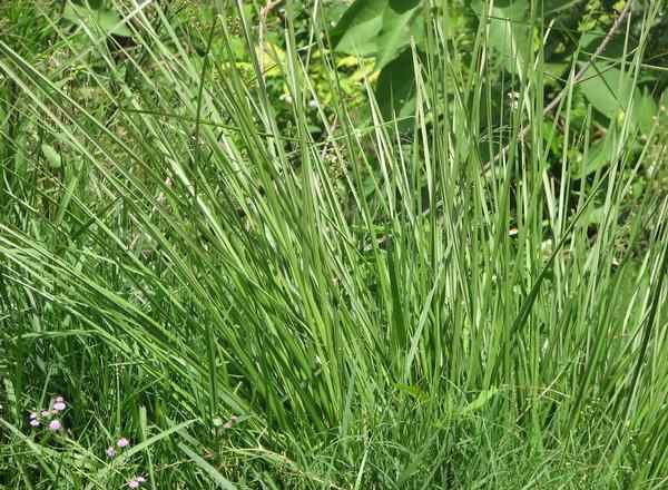 Vetiver Grass