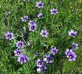 BLUE EYED GRASS AN ATTRACTIVE PERENNIAL GROUNDCOVER