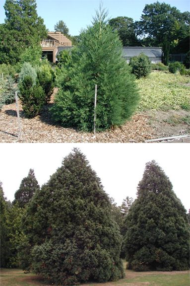 Giant Sequoia Redwood Tree Unique Xmas Tree or Bonsai Flat Rate