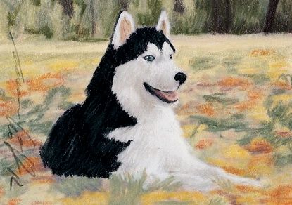 ACEO Original Pastel Drawing Siberian Husky by Anna Hoff