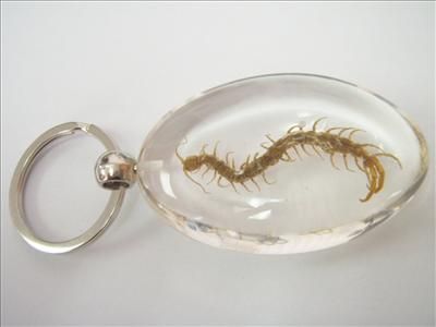 Large Insect Keyring Centipede Scolopendra Subspini Clear