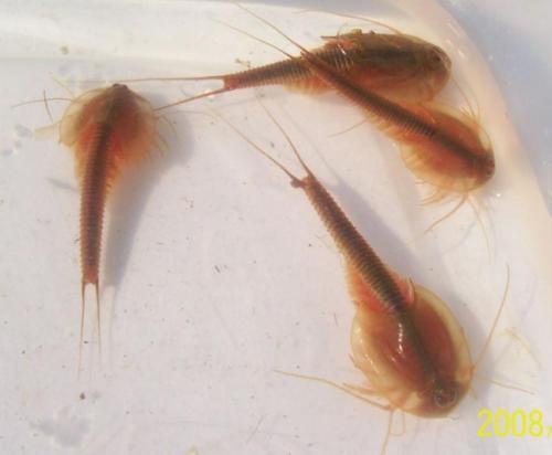  Gonochoric Triops Longicaudatus