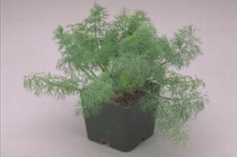 Dill Fern Leaf Dwarf Seeds