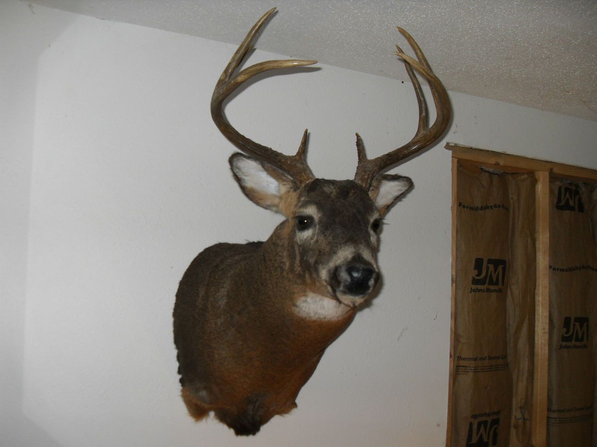 Taxidermy Beautiful 8 PT Whitetail Buck Mount