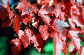  Maple Seed * BONSAI PLANT * Acer Tataricum INDOOR GROW * Tatarian Tree