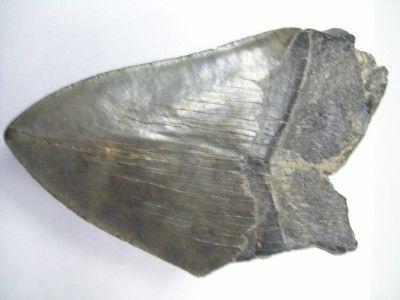 Megalodon Fossil Shark Tooth 5 7 8 inches and Very Thick from