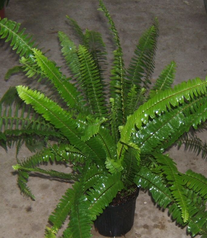 KIMBERLY QUEEN FERN or AUSTRALIAN SWORD FERNMATURE PLANTS/FERNS 1