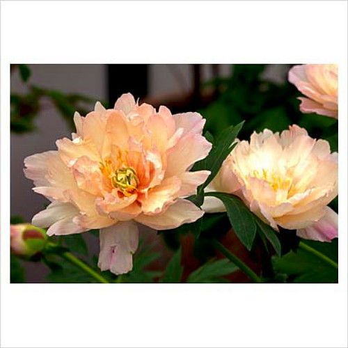 Peony Itoh Canary Brilliants Breathtaking Beauty Great Value at This