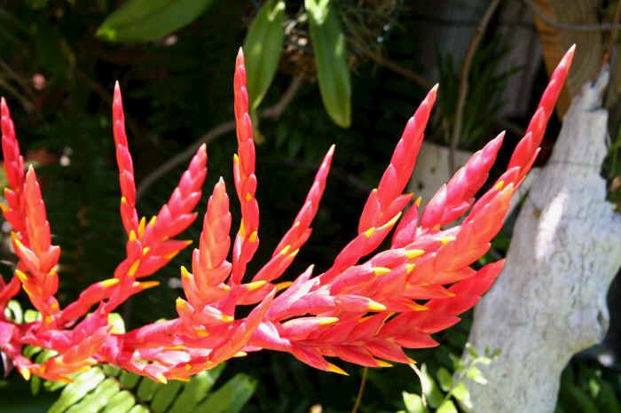 Bromeliad Vriecantarea Inferno Blooms Fire