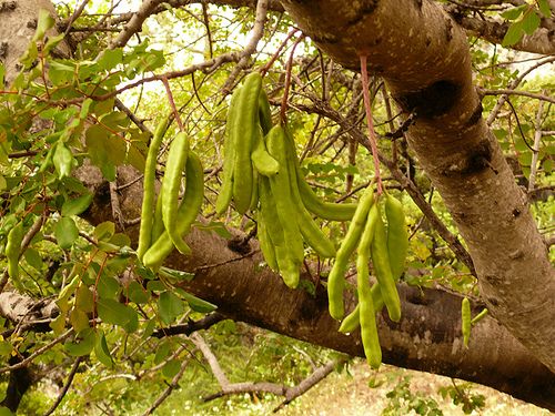 RARE Anatolian Keçi Boynuzu St Johns Bread Tree 10