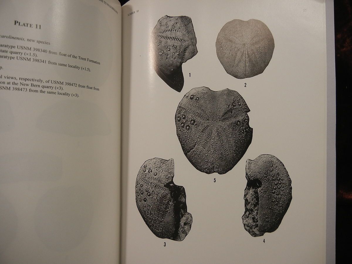 ECHINOIDS of NORTH CAROLINA by PORTER KIER/PALEOBIOLOGY FOSSILS/ RARE