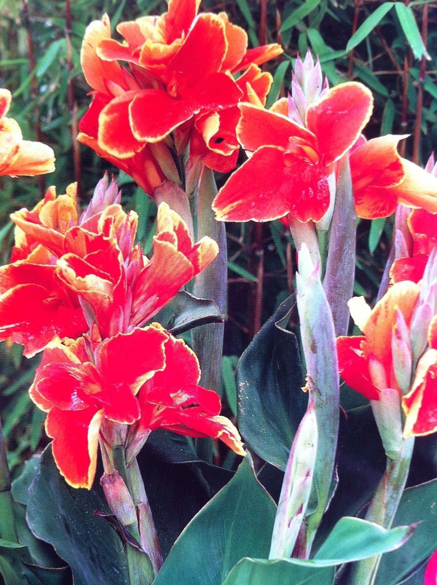 Beautiful Canna Rosemond Cole 1 Bulb